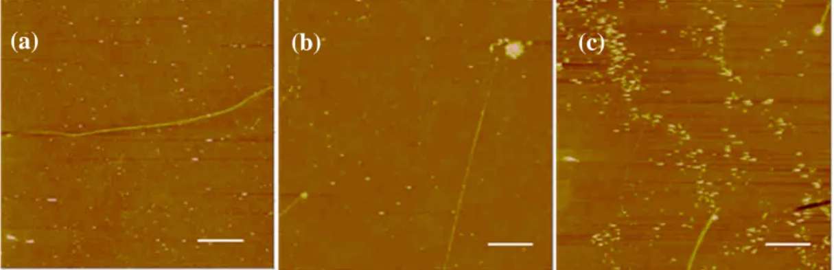 Figure 5. Metallization of the generated DNA nanostrands on glass substrate with incubation time (a) 30 seconds (b) 1 minute and (c) 5 minutes, followed by reduction time 30 seconds.