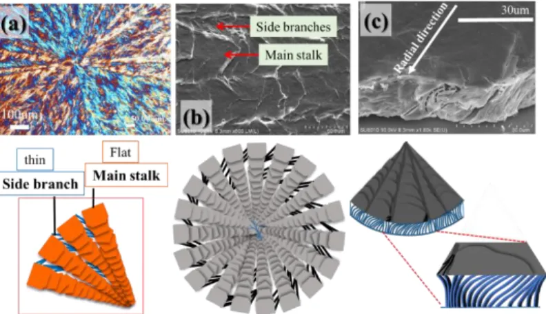 Figure  3.  (a)  POM  graph  and  SEM  micrographs  for  (b)  top  surface  and  (c)  interior  dissection  of  PLLA/PEO/aPMMA (80/10/10) blend cryatllized at 130 °C
