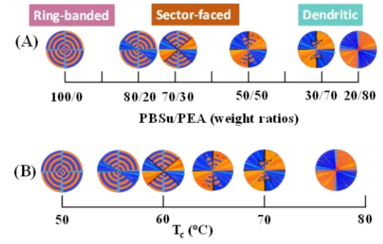 Figure 4. Schemes of POM morphology with respect to PBSu/PEA composition or T c : (A) PBSu/PEA mixtures  of various wt