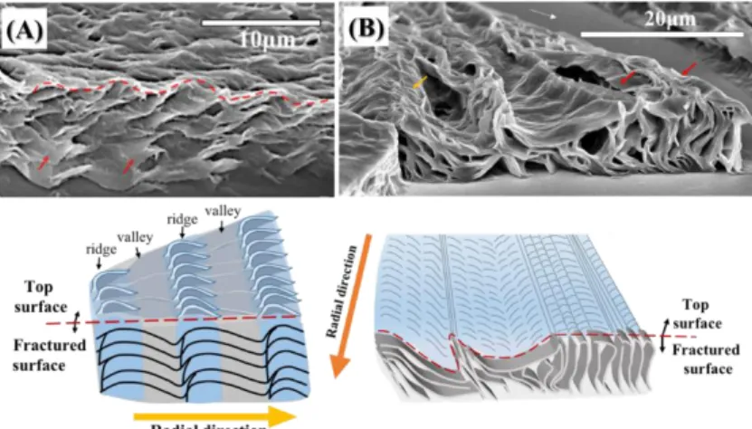 Figure 5. SEM graphs of the fractured surface of (A) PBSu/PEA (30/70) blends crystallized at 35 °C with T max 
