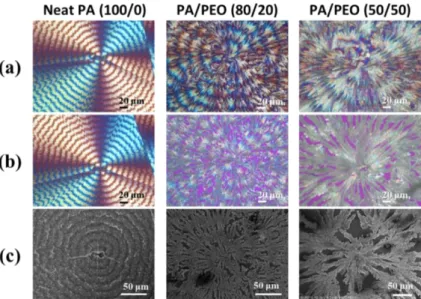 Figure 7. POM graphs of PA/PEO blend of various compositions crystallized at 70 ℃ (a) before and (b) after  chloroform  etching  treatment,  and  (c)  SEM  micrographs  of  chloroform-etched  PA/PEO  blend  of  various  compositions crystallized at 70 ℃