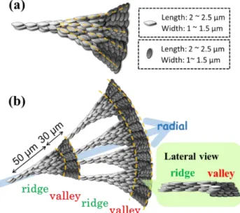 Figure  9.  Scheme  for  crystal  assembly  of  (a)  one  periodic  band  and  (b)  fractal-shape  banded  spherulites,  revealing  fractal-branching  structure  composed  of  discrete  crystal  assembly  of  two  alternating  directions
