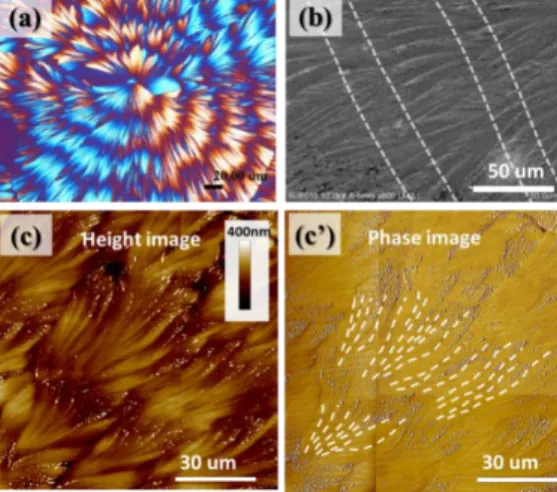 Figure 11. (a) POM graph of PA/TA (80/20) dissolved in ethanol/water (20/80) crystallized at 50 °C, (b) SEM  micrograph, (c) AFM height image and (c’) AFM phase image for the top surface of circular ring-banded pattern  of PA/TA (80/20) crystallized at 50 