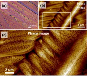Figure 13. (a) POM image, and (b) AFM phase image, (c) zoom-in to square in Graph-(b) of grating pattern of  PA/TA (80/20) dissolved in ethanol/water (20/80) crystallized at 60 ℃