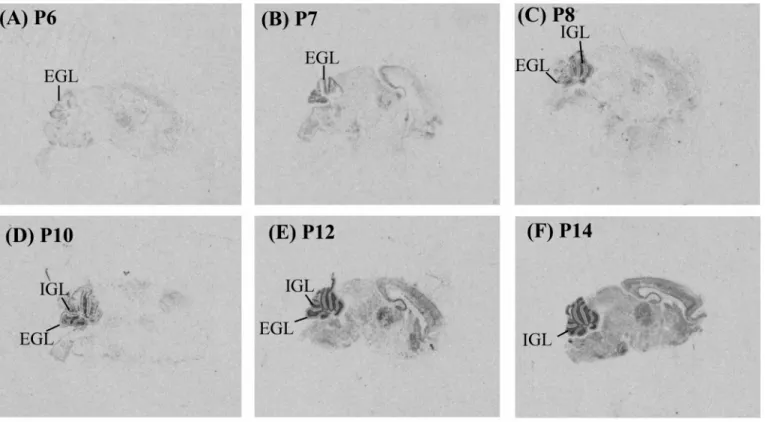 Fig. 2. Distribution of IAP mRNA during cerebellar development investigated by in situ hybridization