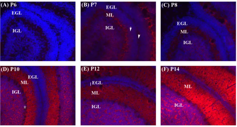 Fig. 3. Distribution of the IAP protein during cerebellar development examined by immunohistochemistry