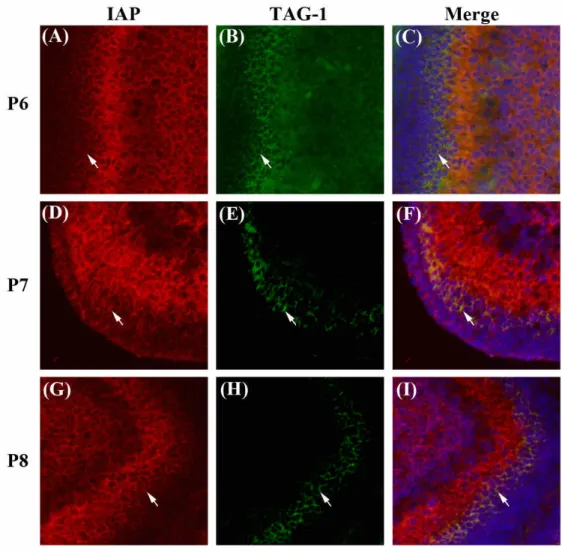 Fig. 4. Expression of IAP and TAG-1 during cerebellar development analyzed by immuohistochemistry