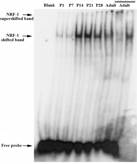 Fig. 5. Electrophoretic mobility shift analysis of the NRF-1 binding activity during cerebellar development