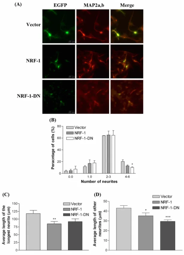 Fig. 6. NRF-1 regulated neurite outgrowth in primary cerebellar cells. Cells cultured f r om  P3  mous e c e r e be l l um  we r e t r a ns f e c t e d  wi t h  1  μg  of e mpt y  ve c t or , ve c t or c ont a i ni ng  full-length, or dominant negative NRF