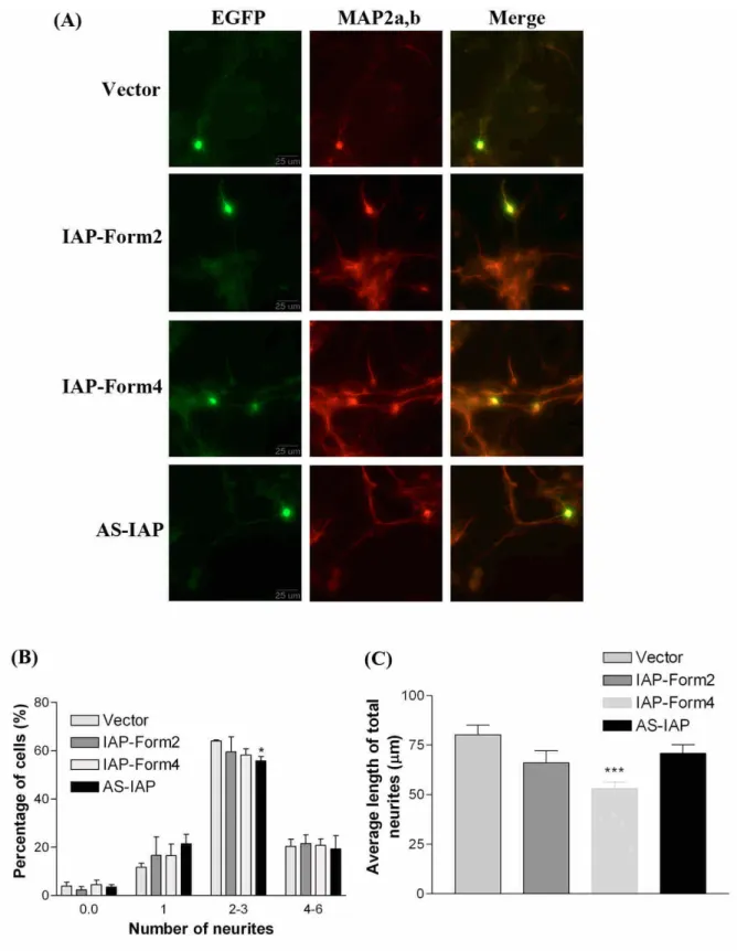 Fig. 6. IAP regulated neurite outgrowth in primary cerebellar cells. Cells cultured from P3 mous e c e r e be l l um  we r e t r a ns f e c t e d  wi t h  1  μg  of e mpt y  vec t or ,vector containing full-length IAP form2 and form4 cDNA, and antisense cD
