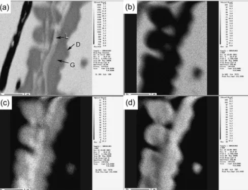 FIG. 3. (a) Backscattering electron image of the Ag–Zn intermetallics in the 3.0Ag specimens and (b) the Ag content of each point marked in (a) analyzed by EDS.
