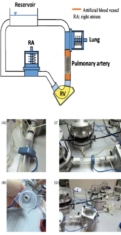 Fig. 2: Scheme and photo of the pulmonary circulation mock loop   
