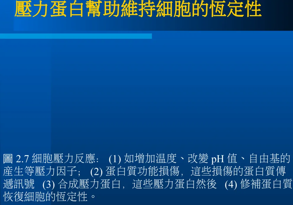 圖 2.7 細胞壓力反應： (1) 如增加溫度、改變 pH 值、自由基的 產生等壓力因子； (2) 蛋白質功能損傷，這些損傷的蛋白質傳 遞訊號  (3) 合成壓力蛋白，這些壓力蛋白然後  (4) 修補蛋白質 恢復細胞的恆定性。 