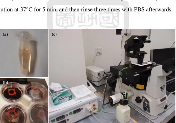 Figure 2-2 (a) Primary rat/mouse cortical neurons; (b) sample preparation for  cell  culture;  (c)  time-lapse  microscope  with  an  automatic  temperature,  CO 2 ,  and humidity controller