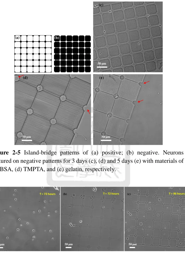 Figure  2-5  Island-bridge  patterns  of  (a)  positive;  (b)  negative.  Neurons  cultured on negative patterns for 3 days (c), (d) and 5 days (e) with materials of  (c) BSA, (d) TMPTA, and (e) gelatin, respectively