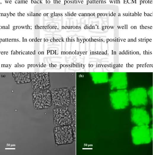 Figure 2-8(a) is the superimposition of phase contrast image and fluorescence  image  of  neurons  which  were  cultured  on  samples  for  72  hours,  and  Fig