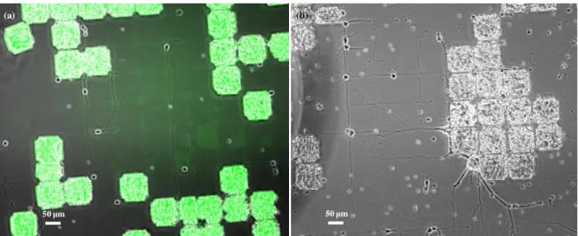 Figure 2-8 (a) Combination of phase contrast image and fluorescence image  of neurons which were cultured on FITC-PLL positive patterns for 72 hours
