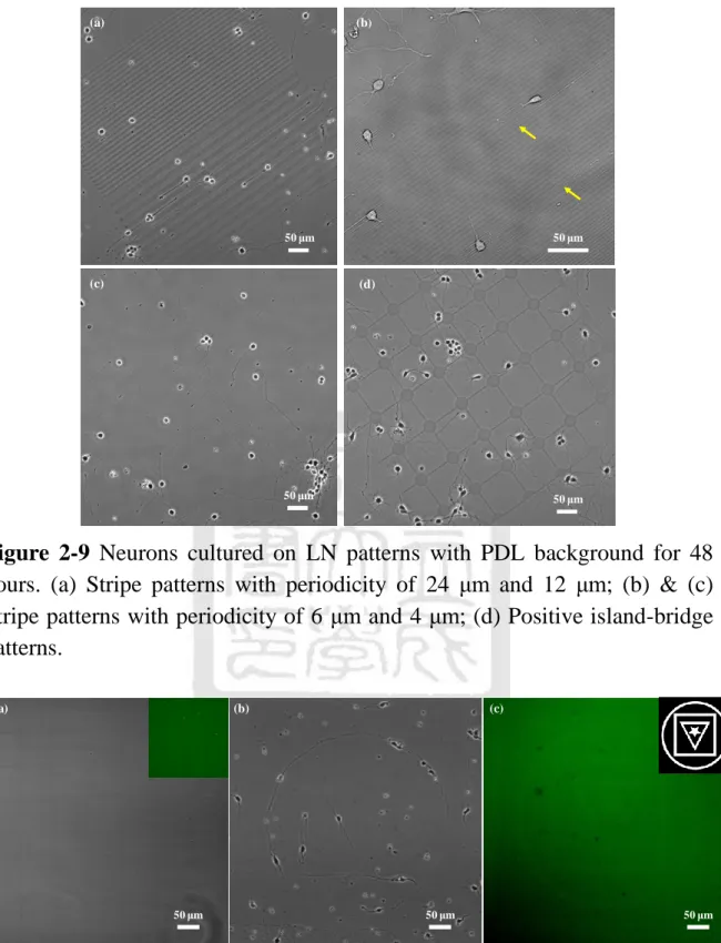 Figure  2-9  Neurons  cultured  on  LN  patterns  with  PDL  background  for  48  hours