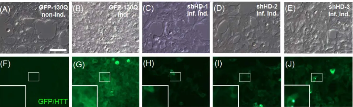 Figure 3. Suppression of mutant HTT in HD-293 FT cells infected with shRNA  lentiviruses