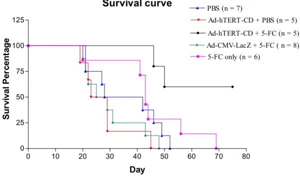 Fig 6 Survival of mice following adenoviral adeministration and 5-FC treatment.  Survival curve 0 10 20 30 40 50 60 70 800255075100125 5-FC only (n = 6)PBS (n = 7) Ad-hTERT-CD + PBS (n = 5) Ad-CMV-LacZ + 5-FC ( n = 8)Ad-hTERT-CD + 5-FC (n = 5) Day Survival