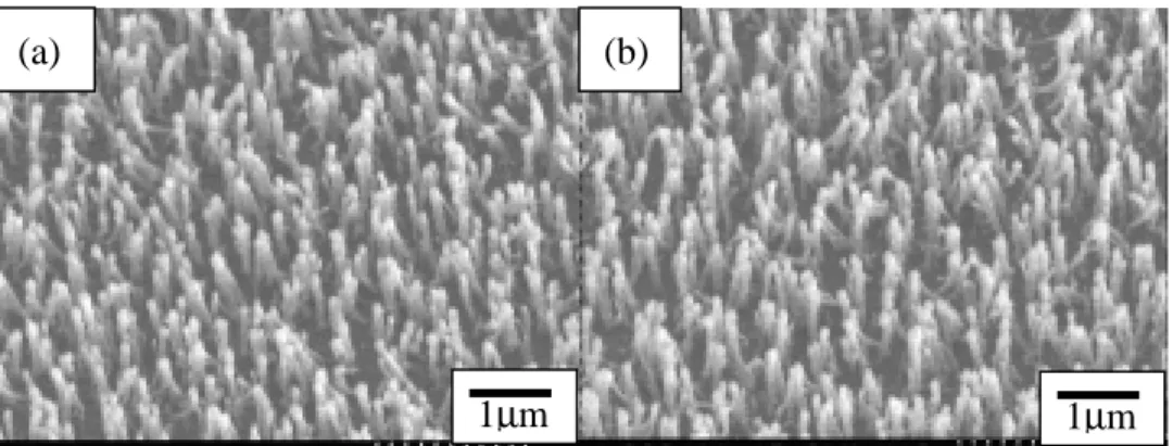 Fig 2 SEM images of CNTs treated by (a)100W (b)150W H 2  plasma for 30min. 