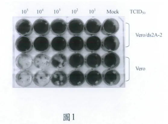 圖 1 為細胞轉染 ds2A 後的抗病毒能力測試之結果圖；Mock 為未感染病毒的各個細胞株。