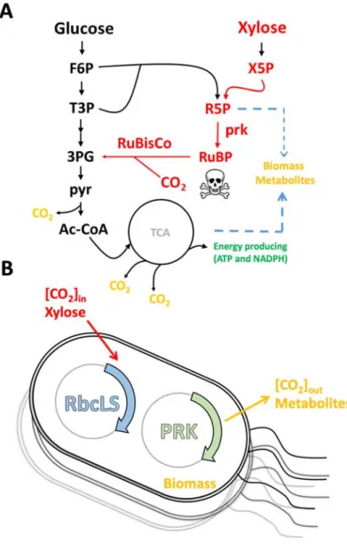 Figure 1 Schematic illustration of the calculation of CO 2  assimilation.   