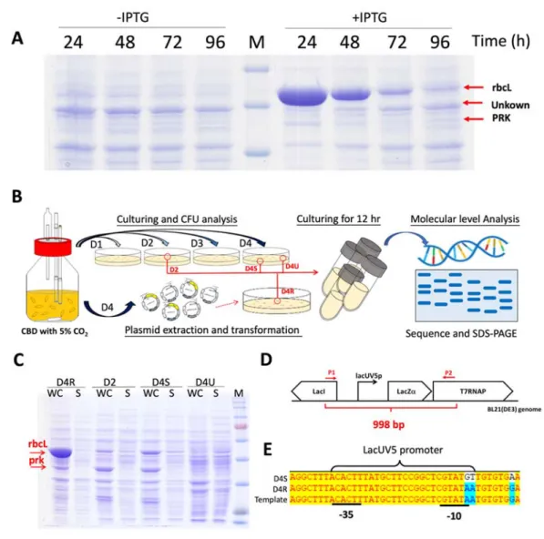 Figure 8 Molecular level discovery of the toxicity of RuBisCo pathway in E. coli.   