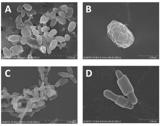 Table 5 Mascot protein analysis from LC–MS/MS. 