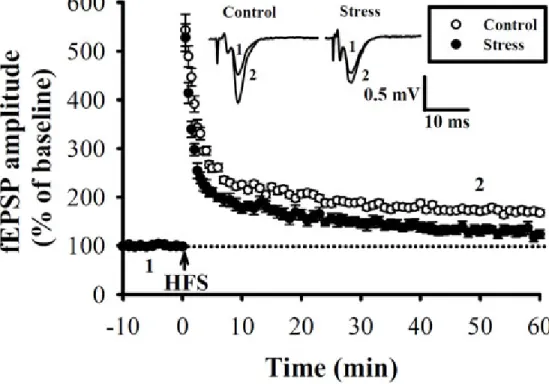 Figure 1. Stress impairs subsequent LTP induction at the mossy fiber-CA3 synapses.