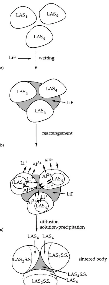 FIG. 9. Sintering model of the LAS 4 precursor powders with LiF additive.