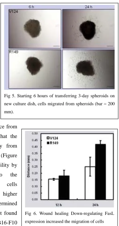 Fig 6. Wound healing Down-regulating FasL expression increased the migration of cells   