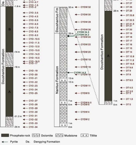 Fig. 2. Representative stratigraphic columns of Doushantuo sections of Weng'an. Doushantuo phosphorites  had been sampled in 2015 at the outcrop in Chuanyandong and the mine in Datang, respectively