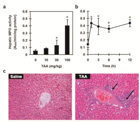 Figure 4. Effect of thioacetamide (TAA) on hepatic neutrophil infiltration. In dose-response  study, rats (n = 6 per group) were injected with TAA (0, 10, 30, and 100 mg/kg; ip)