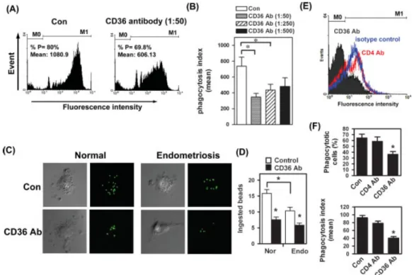 Figure 4. CD36 is the functional scavenger receptor to maintain phagocytic ability. (A) Macrophages were  treated with anti-CD36 antibody or mouse IgA (Con) as described and fluorescence intensities were determined