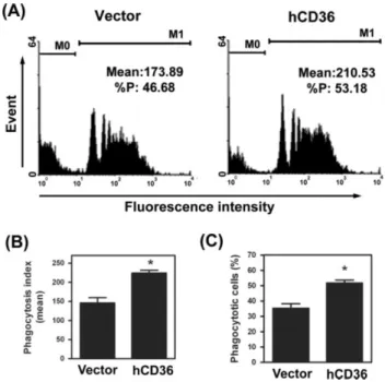 Figure 6. Ectopic expression of CD36 restores phagocytic ability of endometriotic macrophages