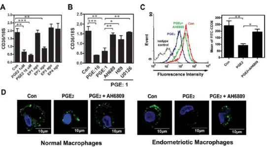 Figure 8. Inhibition of CD36 by PGE2 is mediated by the EP2 receptor signaling pathway