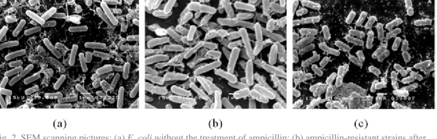 Fig. 2. SEM scanning pictures: (a) E. coli without the treatment of ampicillin; (b) ampicillin-resistant strains after  30-min treatment of ampicillin; (c) ampicillin-susceptible strains after 30-min treatment of ampicillin.