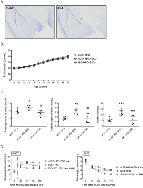 Figure  2.    Effects  of  bilateral  lesions  of  central  amygdalae  on  the  SD-induced  aggravation  of  the  HFD-induced  insulin  resistance