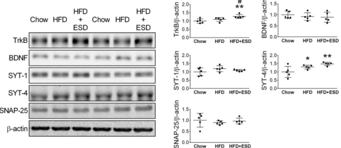 Figure  3.  Effects  of  HFD  and  ESD  on  the  expression  of  neuroplasticity-related  proteins in the amygdala of mice
