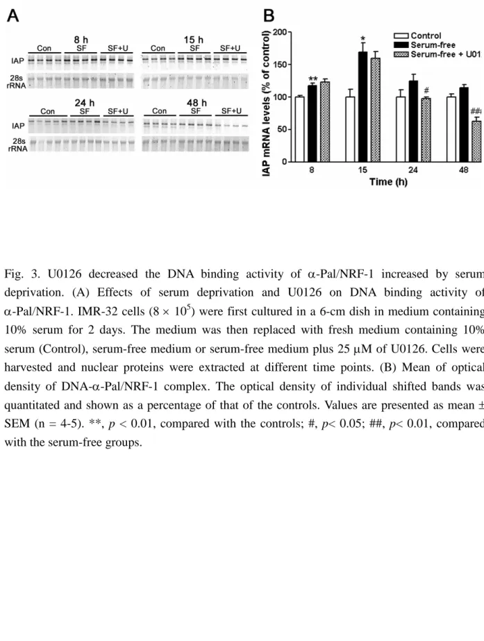 Fig. 3. U0126 decreased the DNA binding activity of -Pal/NRF-1 increased by serum deprivation