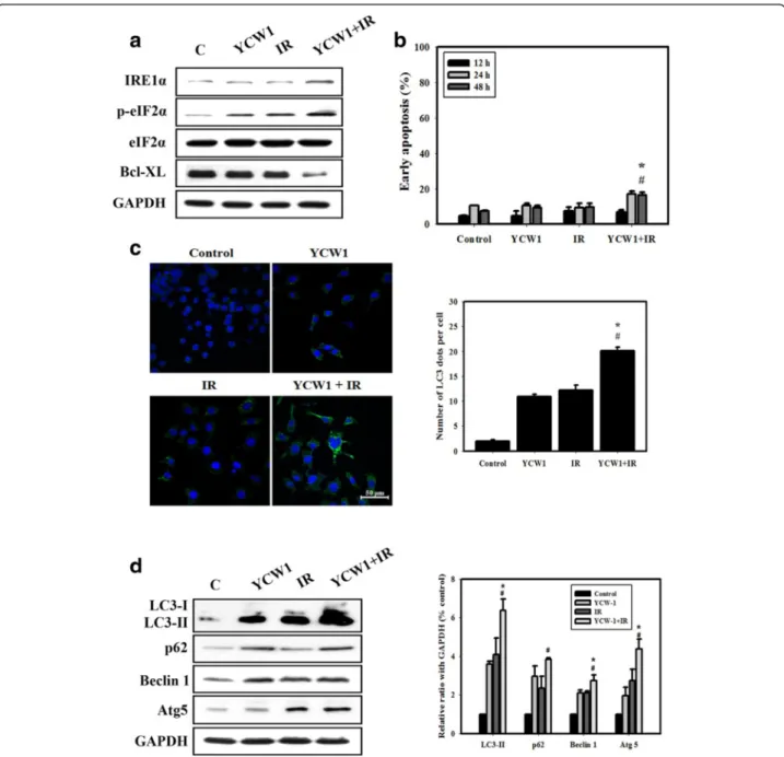 Fig. 3 Measurement of cell death and ER stress in 4 T1 cells. a The expression levels of ER stress-related proteins were measured by western blot analysis following treatment with YCW1 and IR alone or in combination