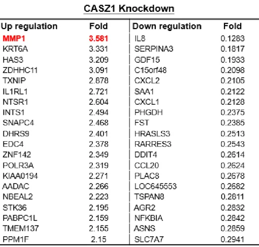 Table 2. MMP-1 is significant up regulation in RMUGS cells with CASZ1 knock down. 