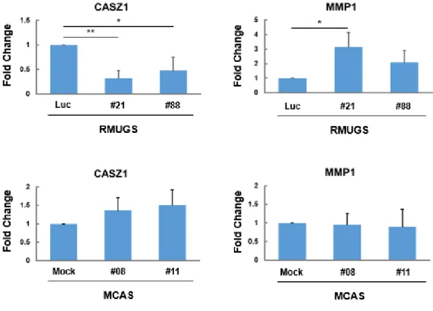 Figure 3.  Real-time PCR results show that MMP1  gene expression regulated by CASZ1 in mucinous type  ovarian cancer cells