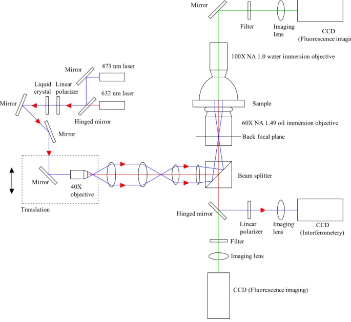 Fig. 2. Schematic illustration of experimental configuration employed for simultaneous live  cell-substrate contacts imaging using a combination for wide-field oil-immersion objective  based-on SP phase microscopy and SP-enhanced fluorescence microscopy