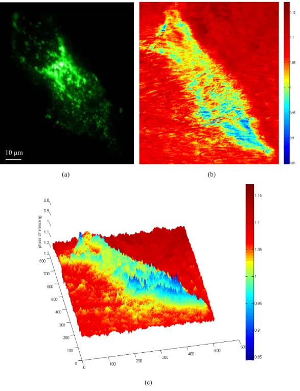 Fig. 5. Simultaneous (a) SP-enhanced fluorescence image, (b) 2D SP phase image, and (c) its 3D  phase image of a living COS7 fibroblast transfected with an eGFP-WOX1 construct