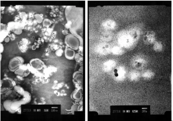 Fig. 12 The Fe 3 O 4 @PMMA@lipid nanoparticles with 40% cholesterol and low power sonication