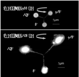 Fig. 6. The stretching of a single DNA molecule linked to  a localized gold surface using the magnetic force  generated by using the developed platform