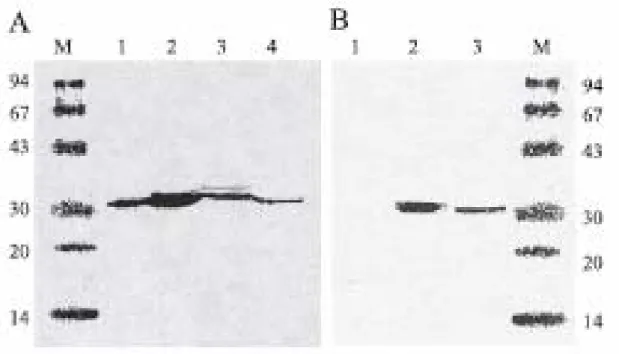 Fig. 1. (A) Western blot analysis of LipA. Lanes 1 and 2, crude cell extractsfrom E. 