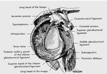 Fig.  2.  Schematic  drawing  of  right  glenohumeral  capsuloligamentous  complex  (Adopted from Sports injuries of the shoulder, 1994).
